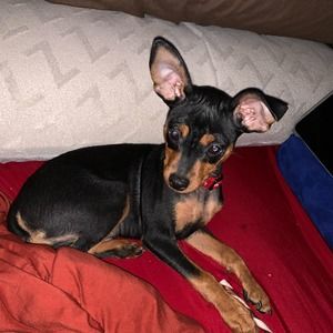 Meet your Posher, Bill